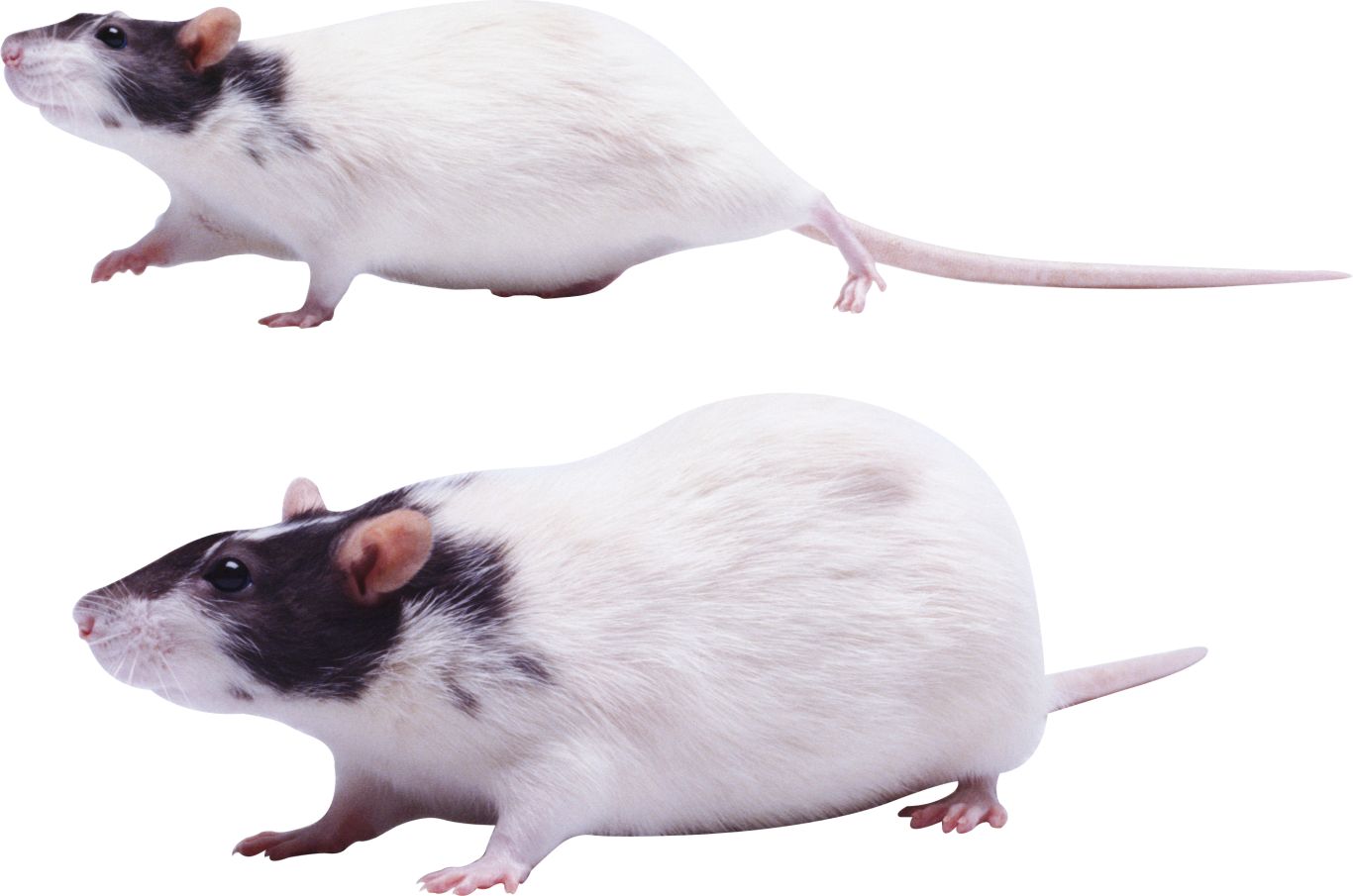 mouse, rat PNG image    图片编号:23528