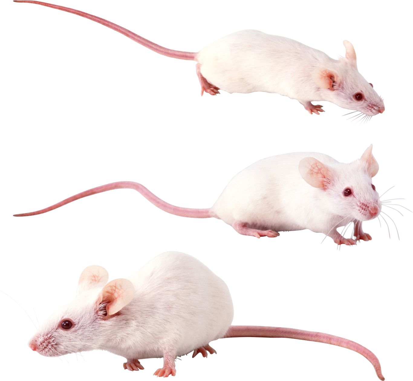 mouse, rat PNG image    图片编号:23529