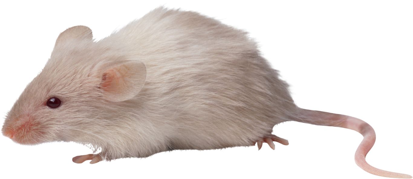 mouse, rat PNG image    图片编号:23531