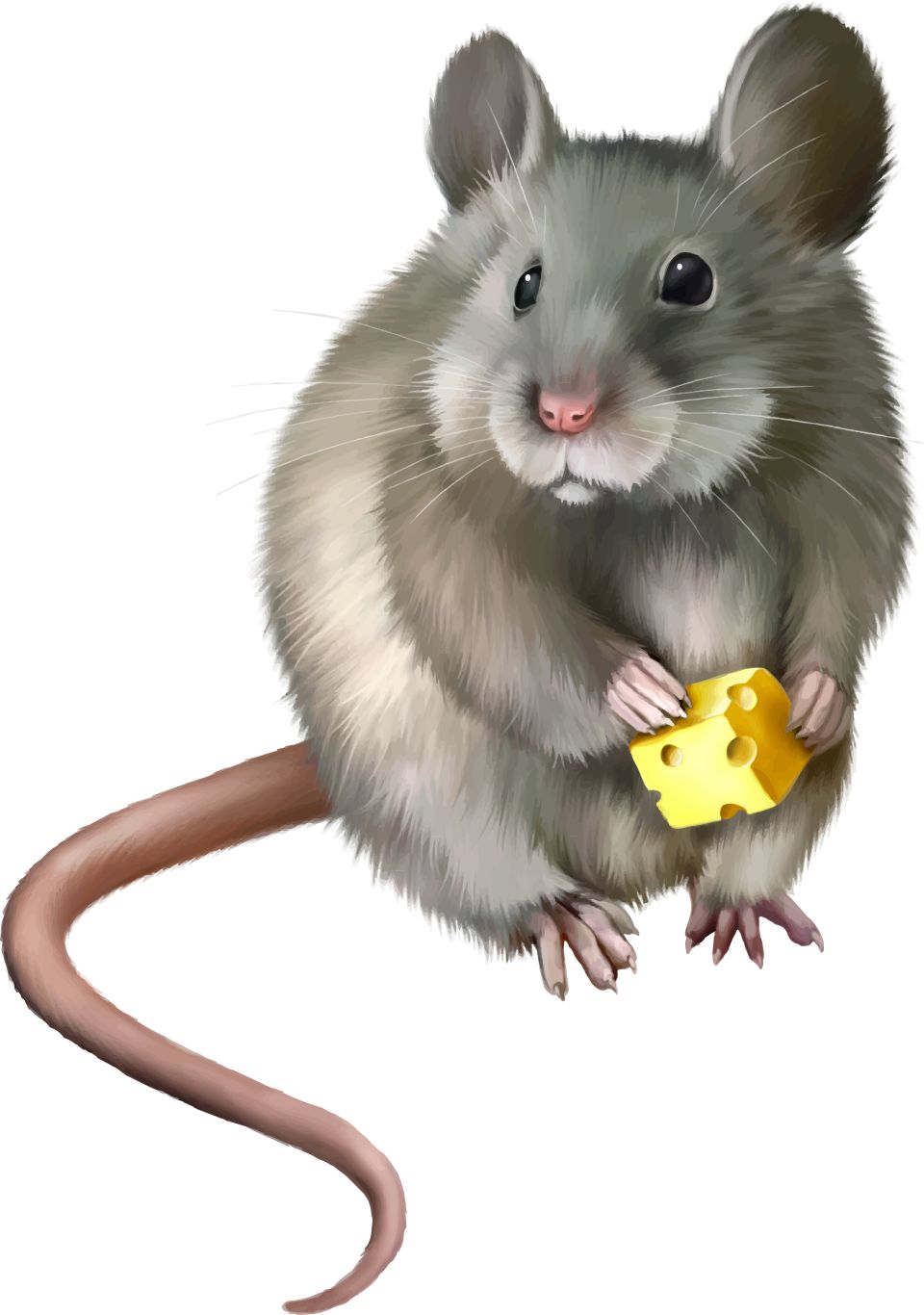mouse, rat PNG image    图片编号:23533