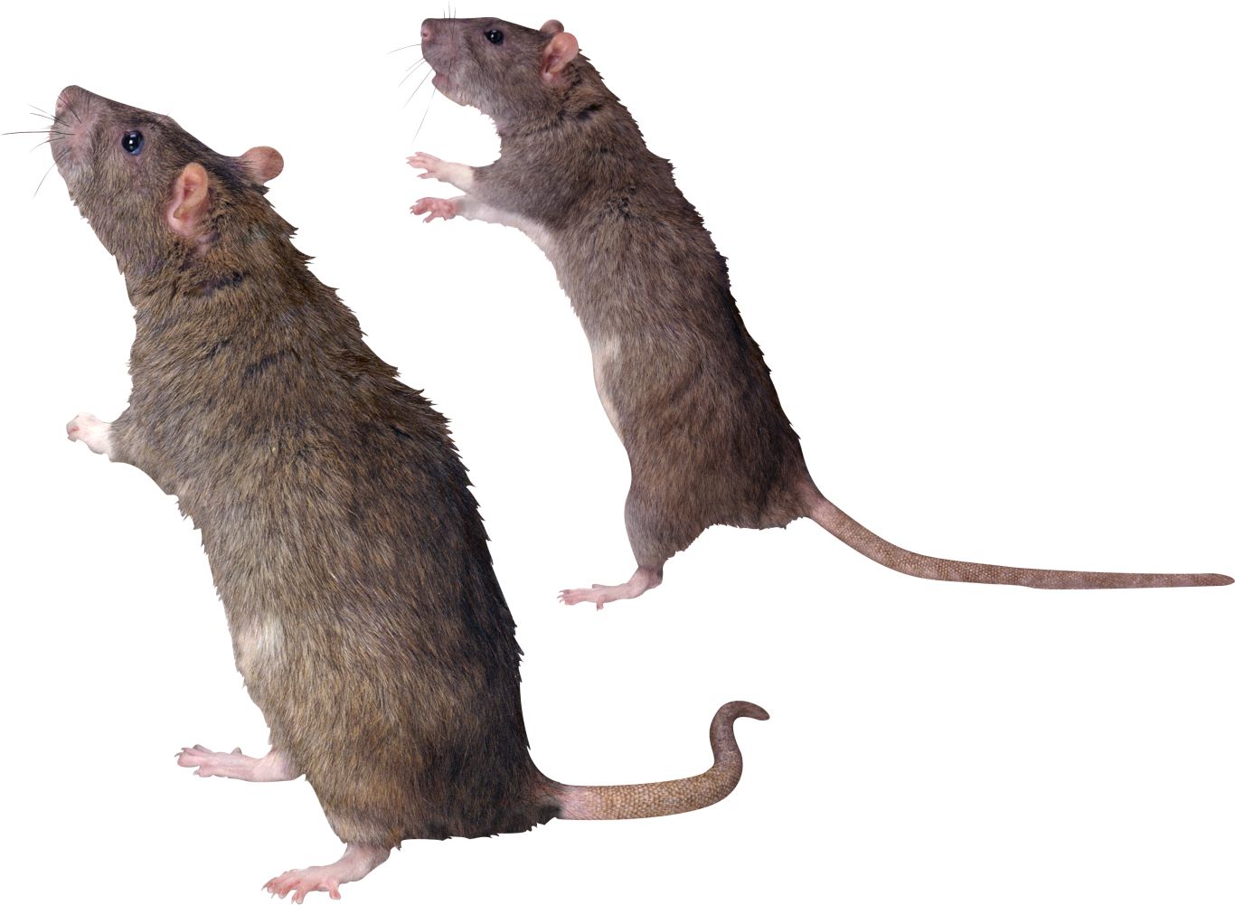mouse, rat PNG image    图片编号:23535