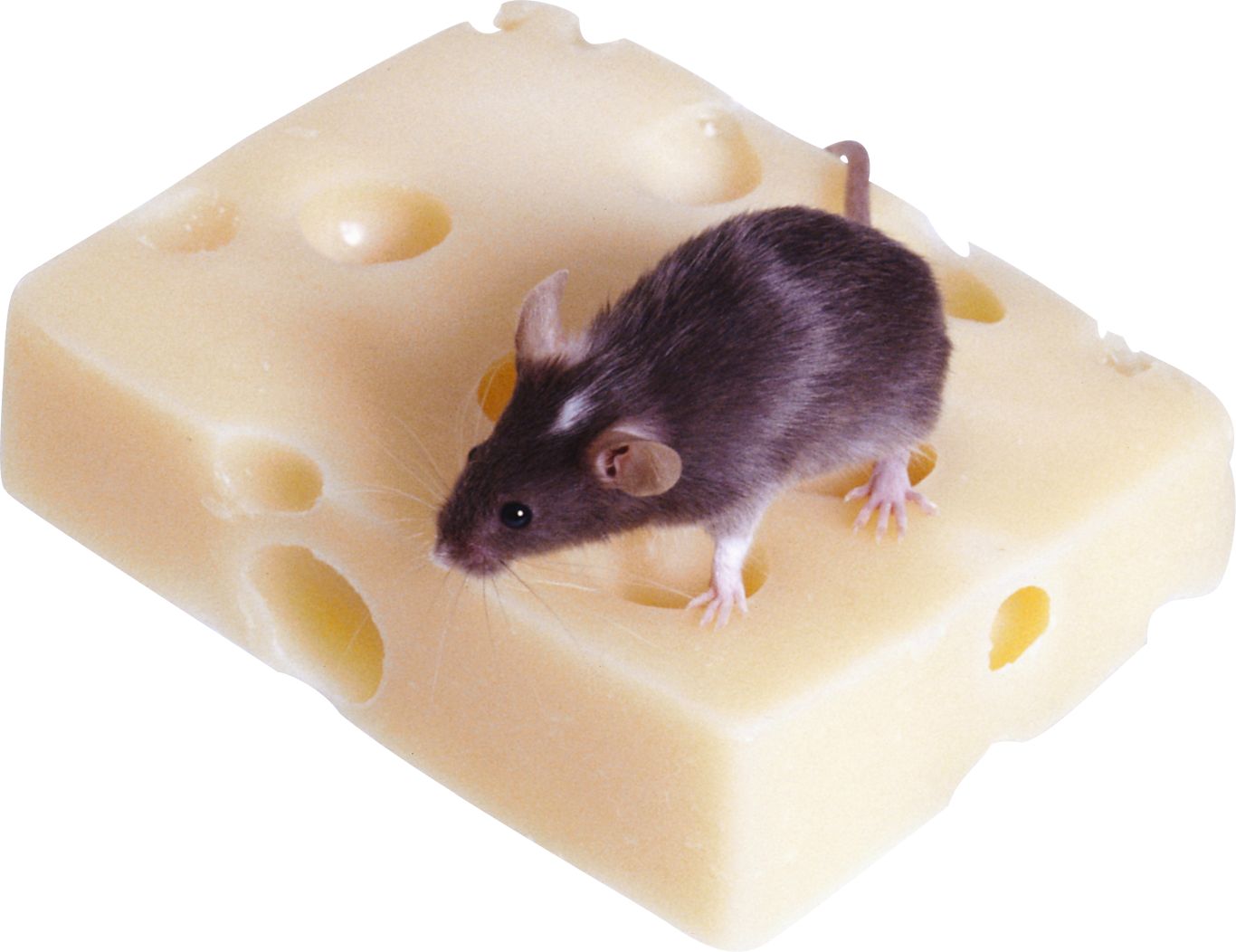 mouse, rat PNG image    图片编号:23536