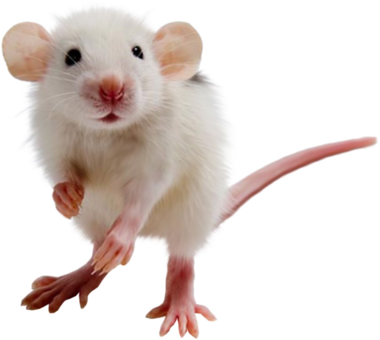 mouse, rat PNG image    图片编号:23538
