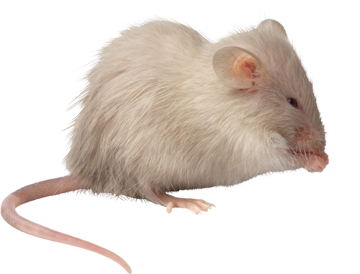 mouse, rat PNG image    图片编号:23539