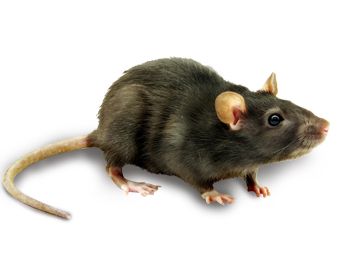 mouse, rat PNG image    图片编号:23540
