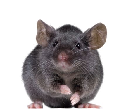 mouse, rat PNG image    图片编号:23541