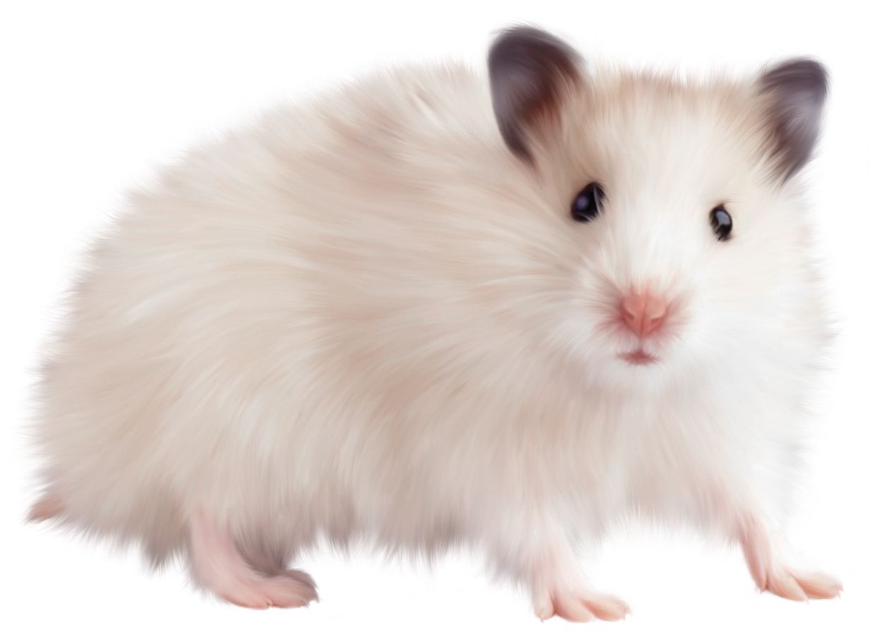 mouse, rat PNG image    图片编号:23542