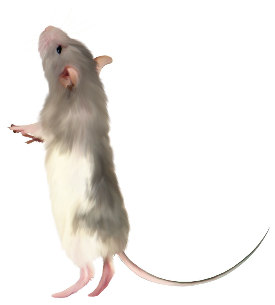 mouse, rat PNG image    图片编号:23543