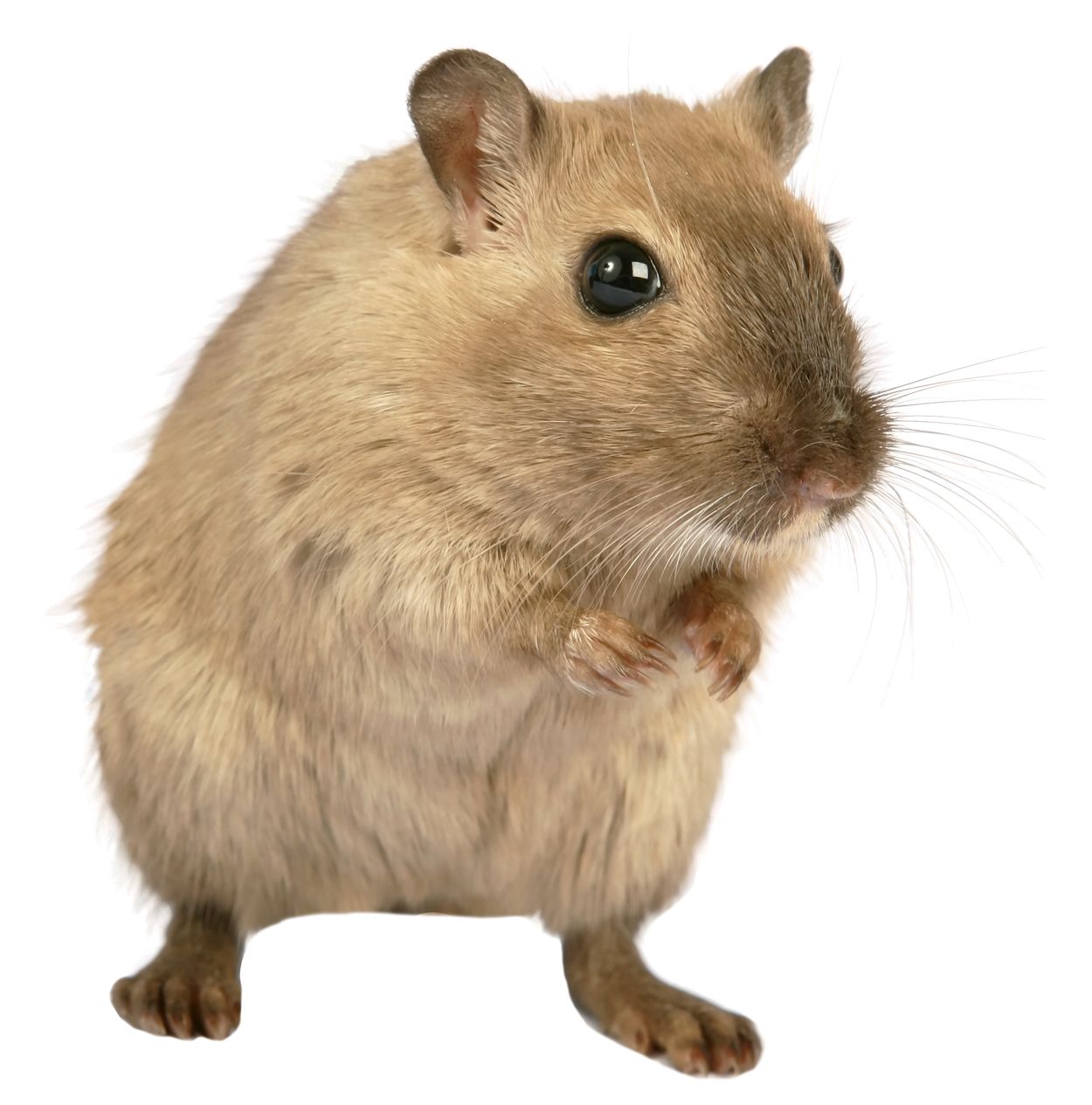 mouse, rat PNG image    图片编号:23544