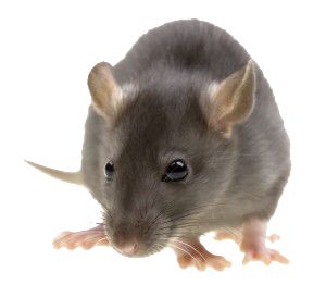 mouse, rat PNG image    图片编号:23545