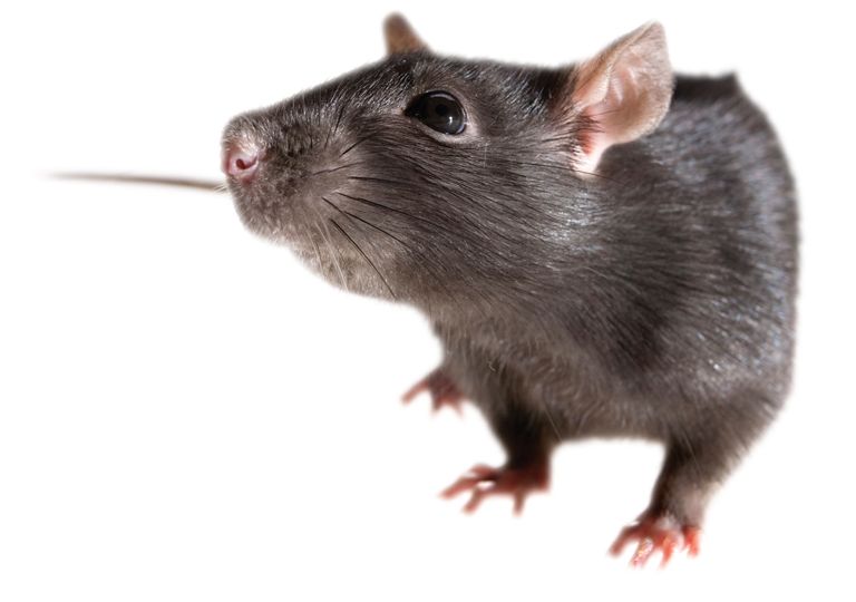 mouse, rat PNG image    图片编号:23546