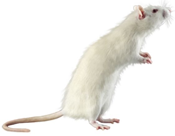 mouse, rat PNG image    图片编号:23547