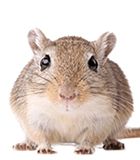 mouse, rat PNG image    图片编号:23548