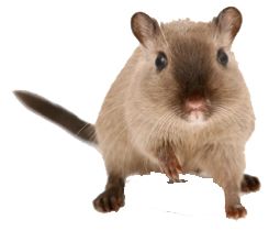 mouse, rat PNG image    图片编号:23549
