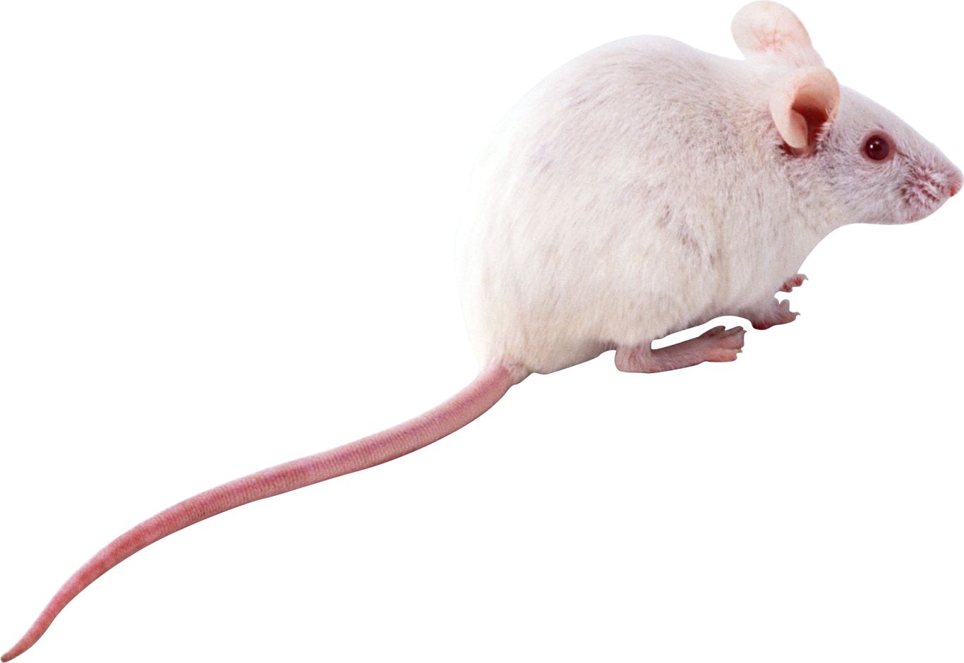 mouse, rat PNG image    图片编号:23550