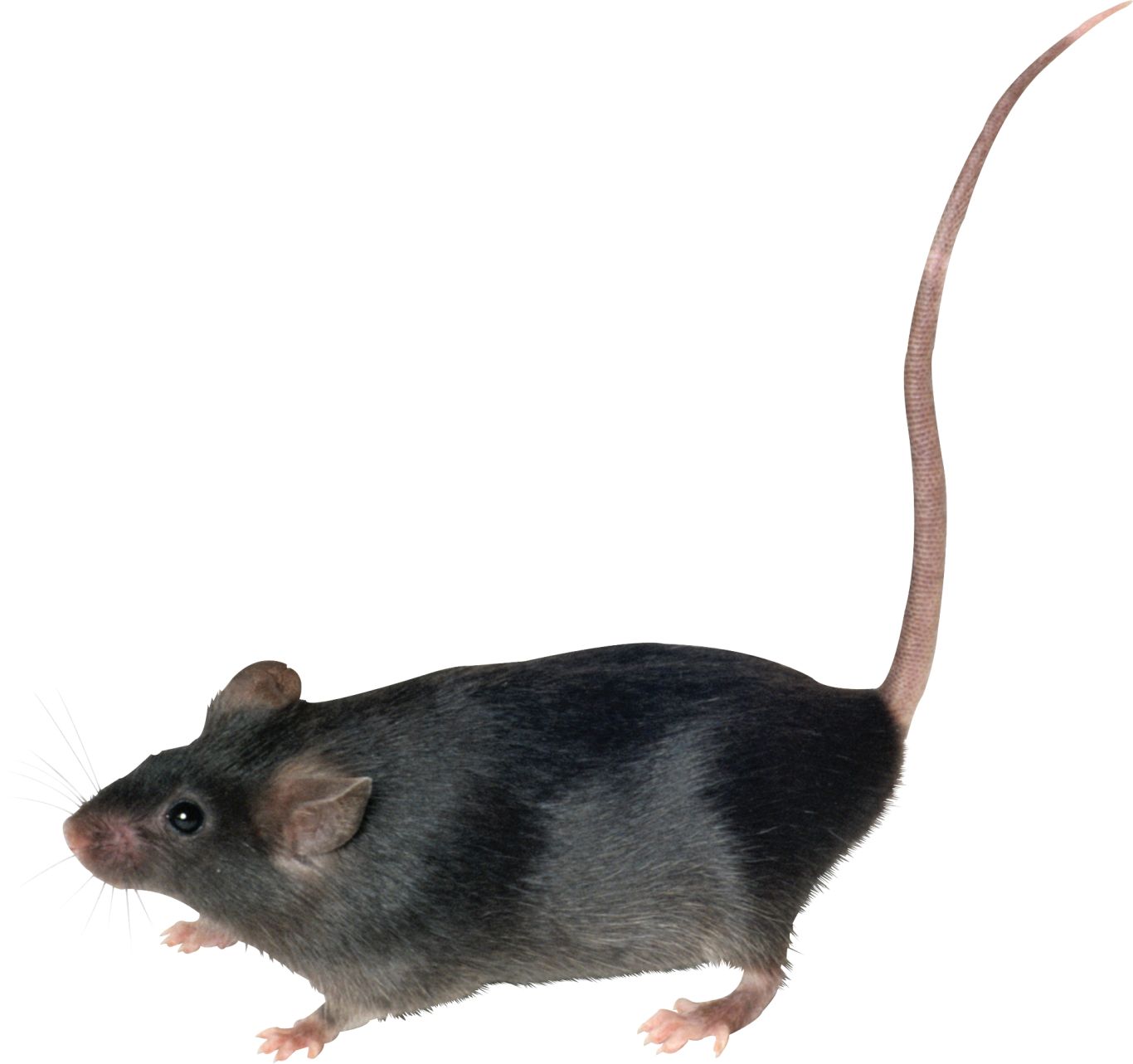 mouse, rat PNG image    图片编号:23551