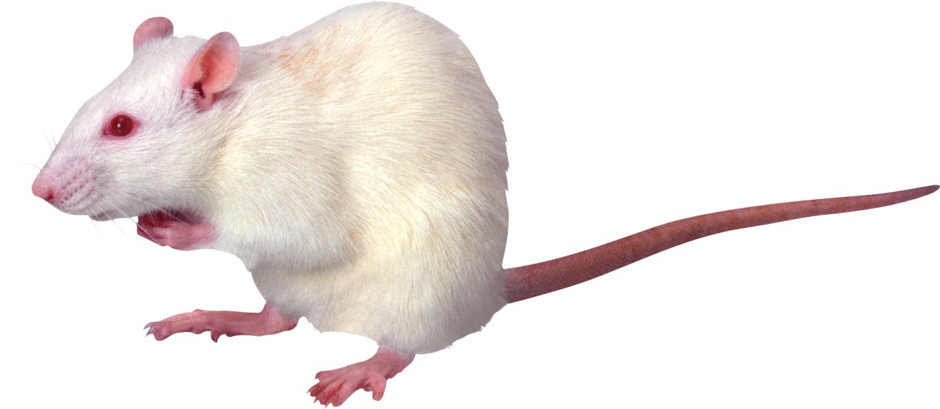 mouse, rat PNG image    图片编号:23552