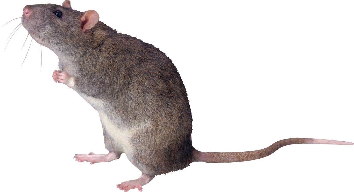 mouse, rat PNG image    图片编号:23553
