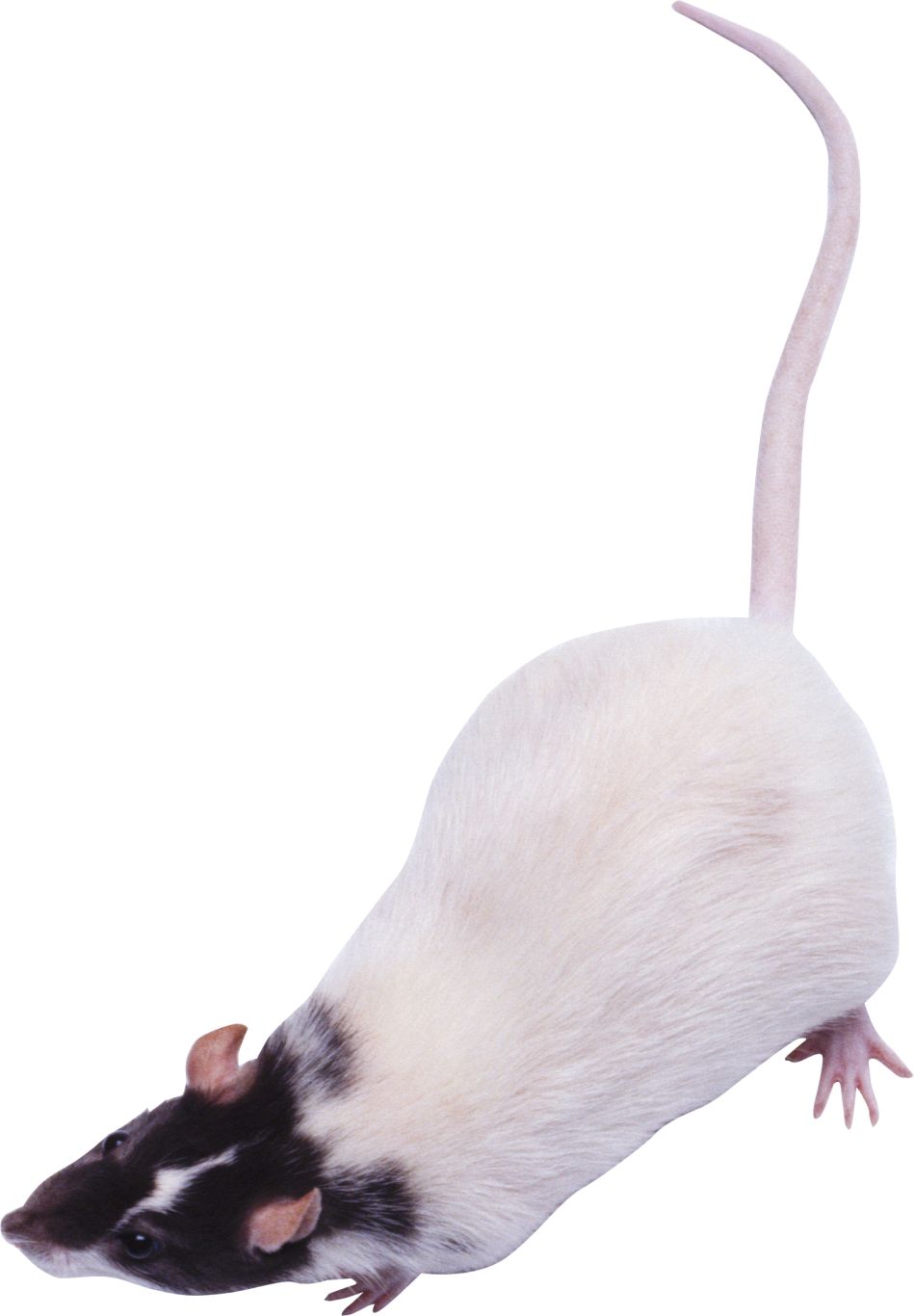 mouse, rat PNG image    图片编号:23554