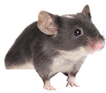 mouse, rat PNG image    图片编号:23556