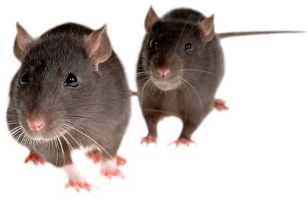mouse, rat PNG image    图片编号:23557