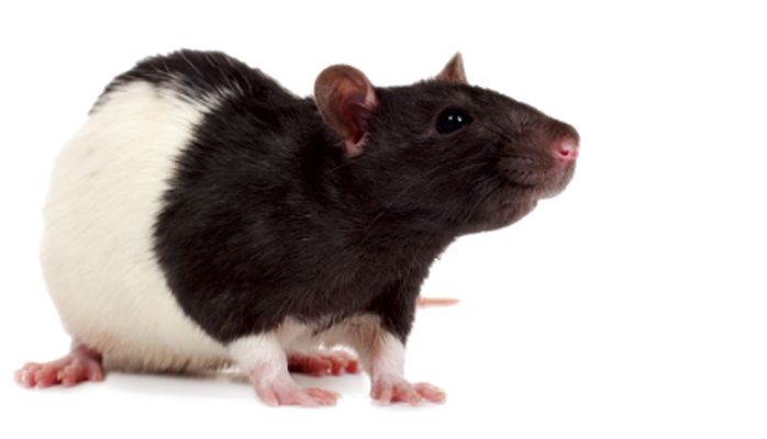 mouse, rat PNG image    图片编号:2458