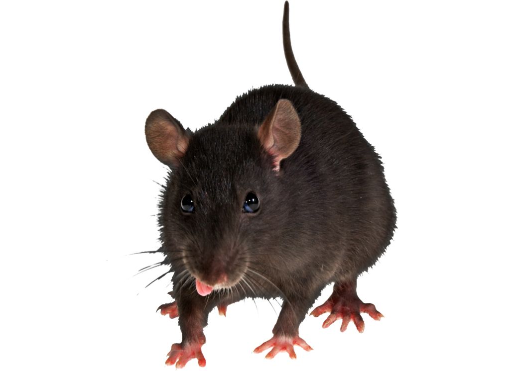 mouse, rat PNG image    图片编号:2459