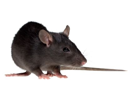 mouse, rat PNG image    图片编号:2460