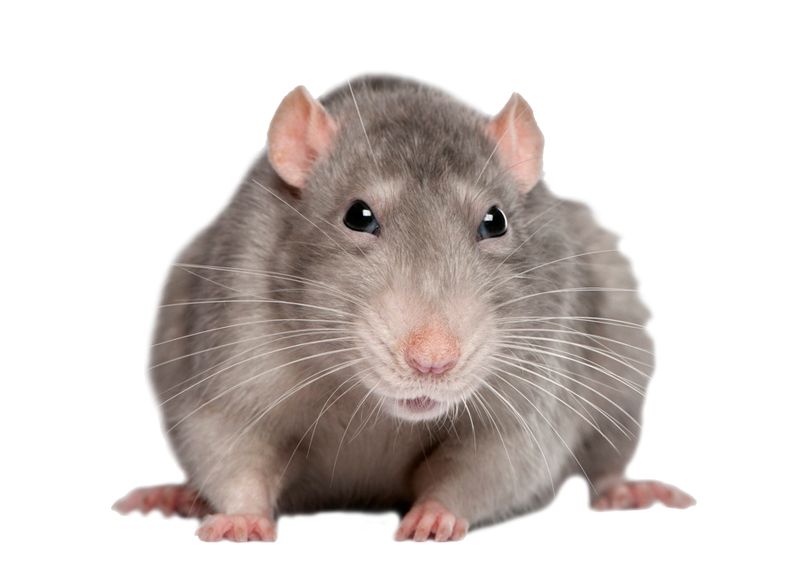 mouse, rat PNG image    图片编号:2461