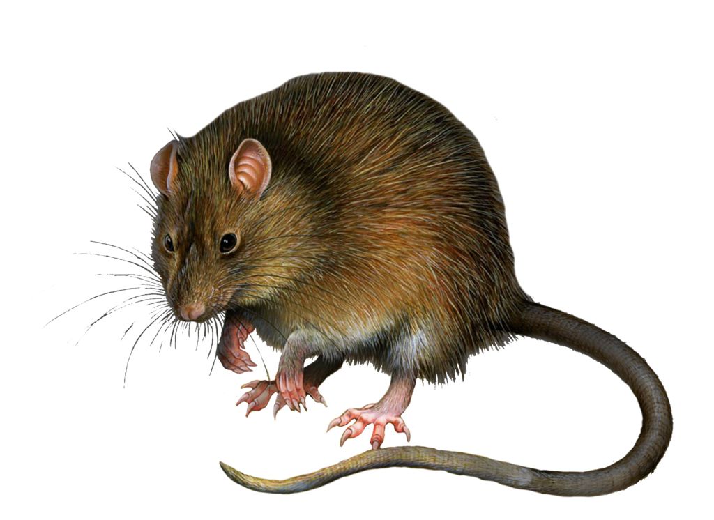 mouse, rat PNG image    图片编号:2462