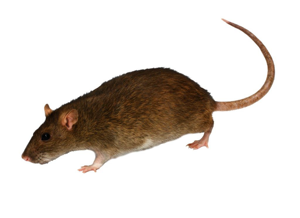 mouse, rat PNG image    图片编号:2464