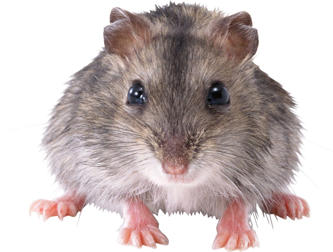 mouse, rat PNG image    图片编号:2465