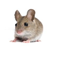 little mouse, rat PNG image    图片编号:2466