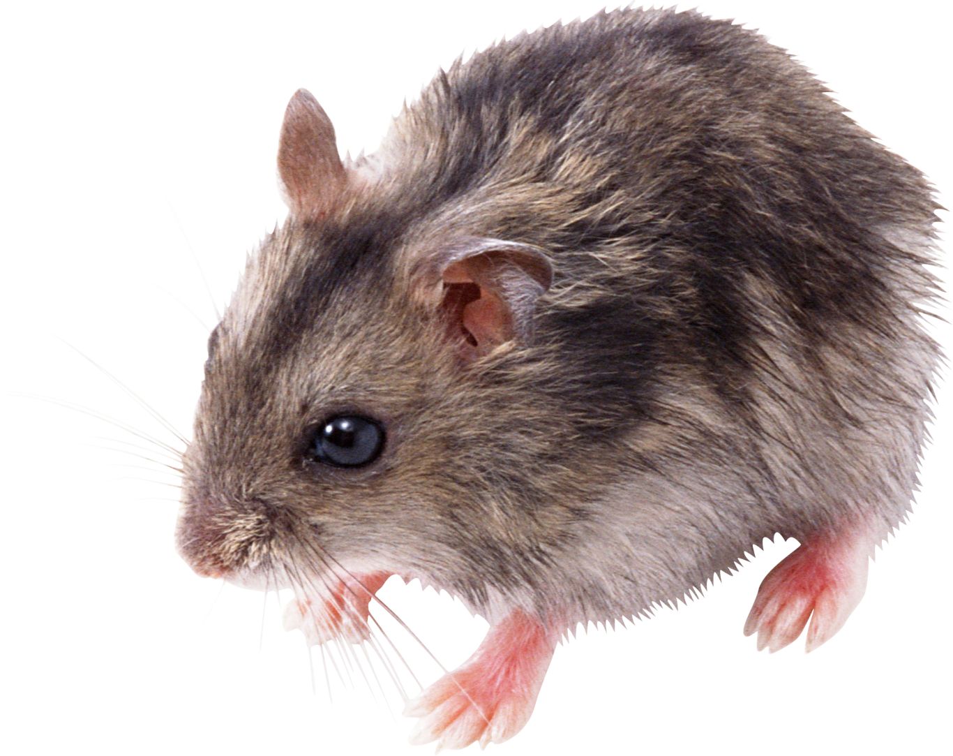 little mouse, rat PNG image    图片编号:2467