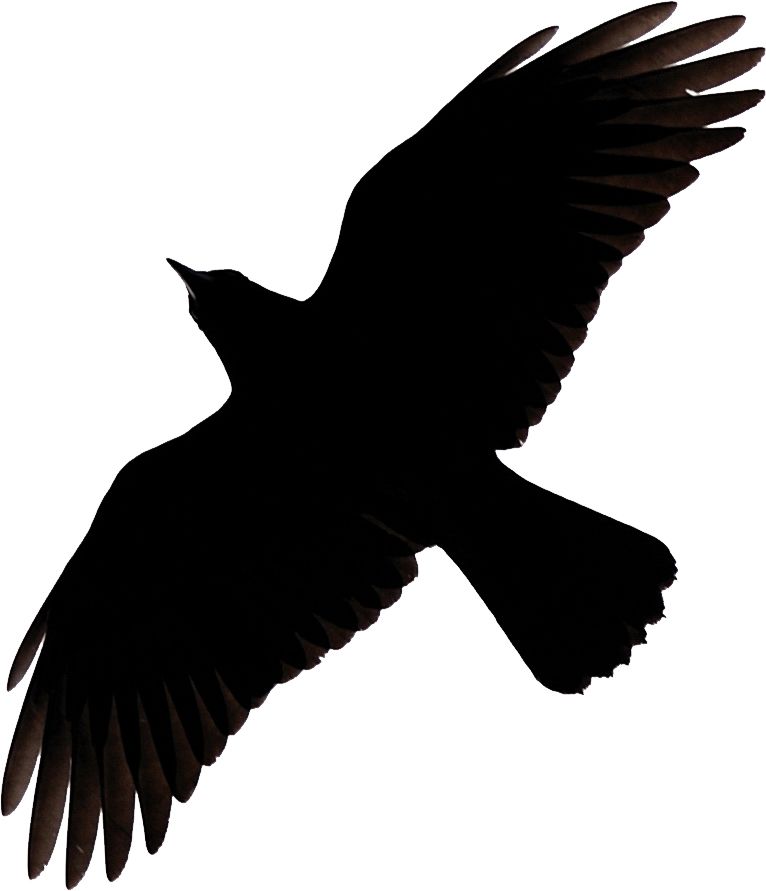 Raven PNG    图片编号:71374