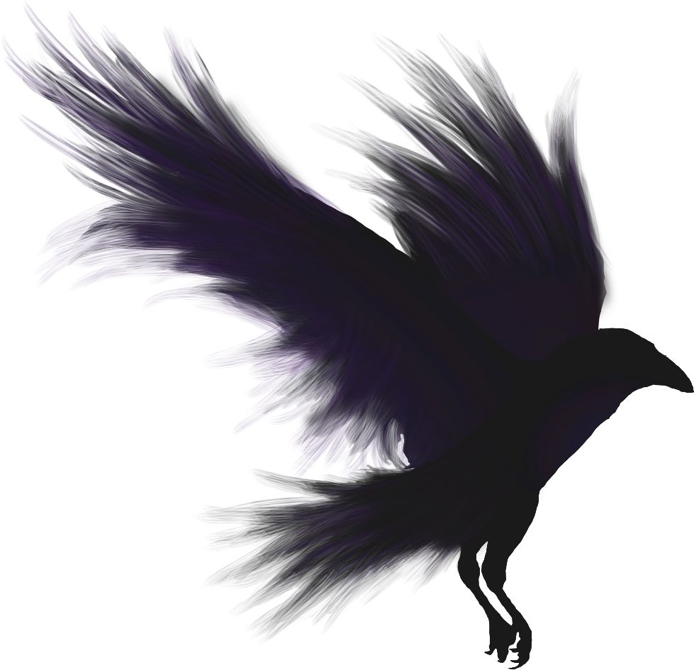 Raven PNG    图片编号:71384