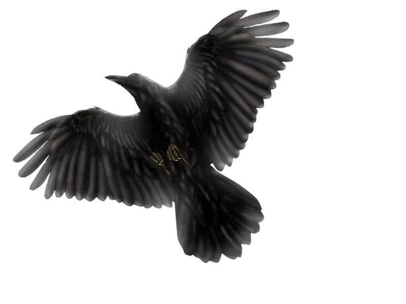 Raven PNG    图片编号:71385