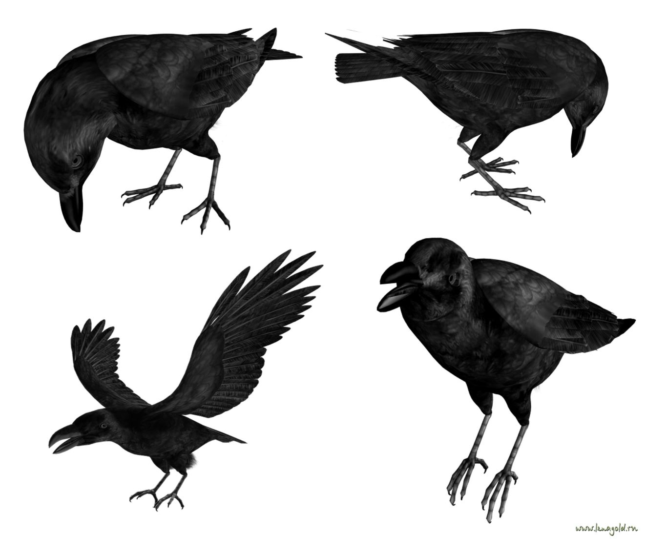 Raven PNG    图片编号:71401