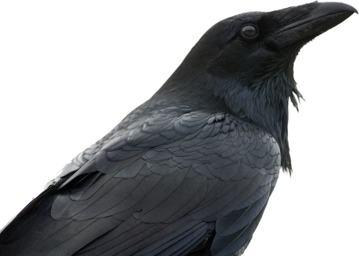 Raven PNG    图片编号:71376