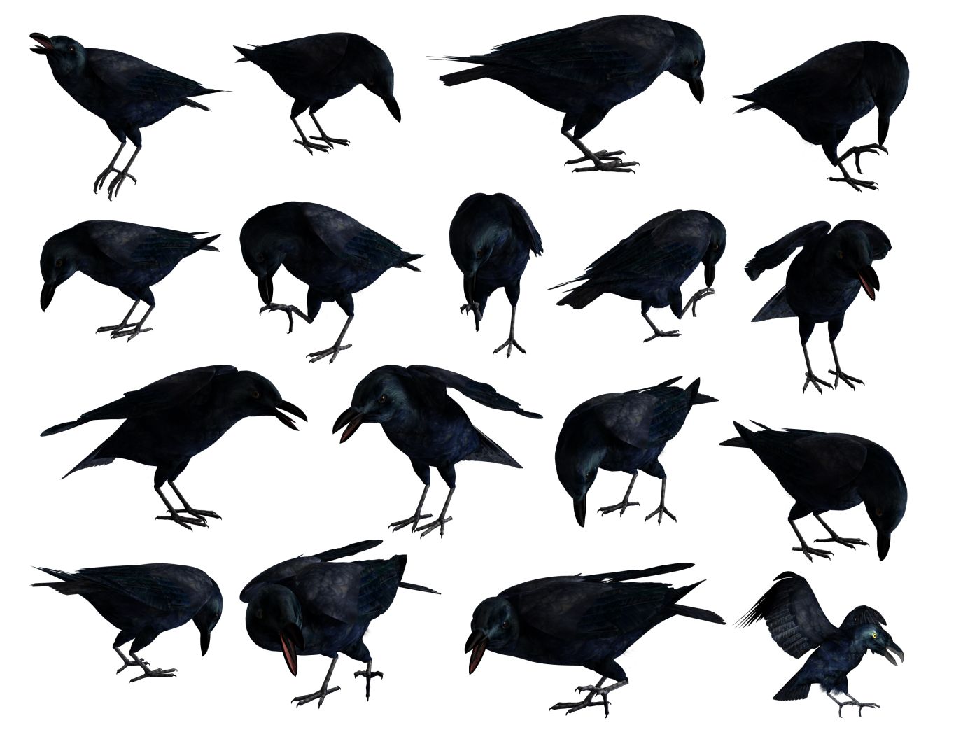 Raven PNG    图片编号:71405
