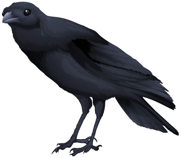 Raven PNG    图片编号:71406