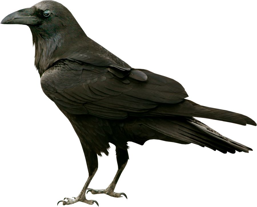 Raven PNG    图片编号:71408