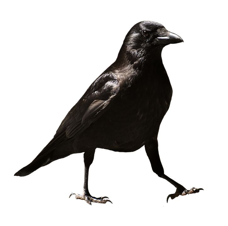 Raven PNG    图片编号:71410