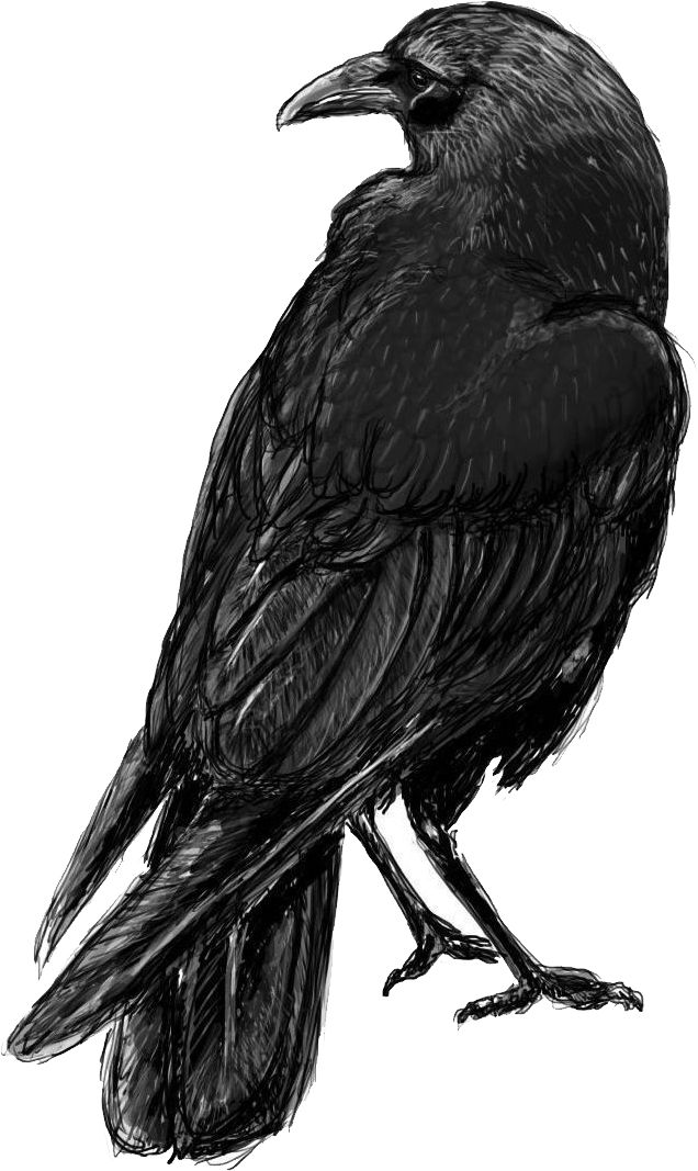 Raven PNG    图片编号:71377