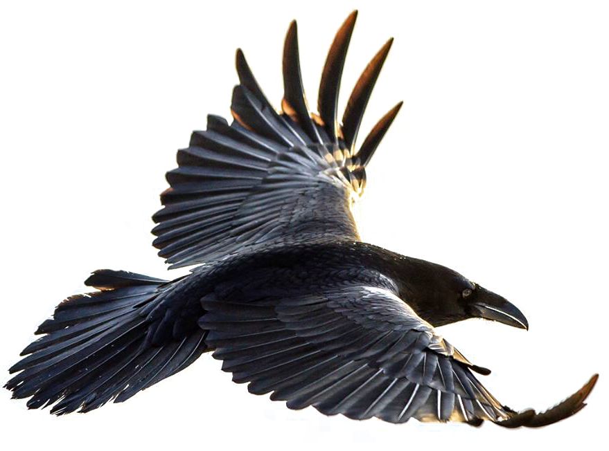 Raven PNG    图片编号:71416