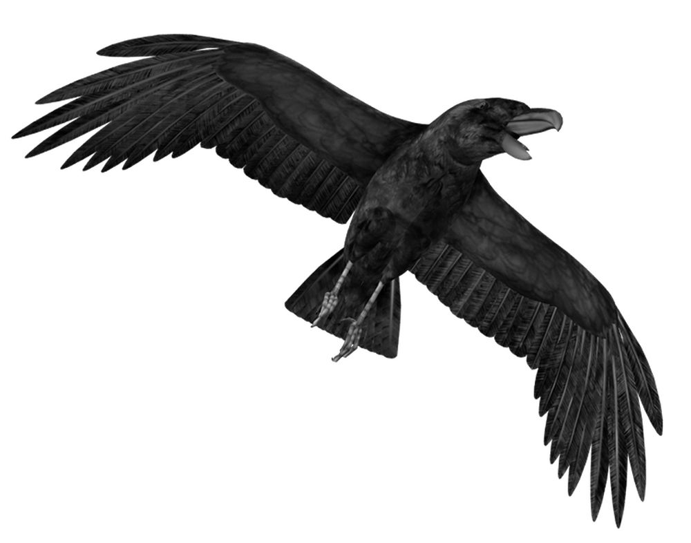 Raven PNG    图片编号:71419