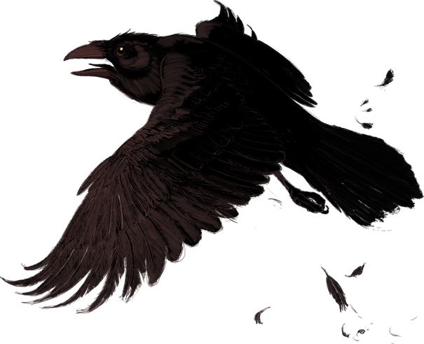 Raven PNG    图片编号:71421