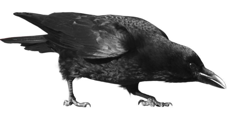 Raven PNG    图片编号:71428