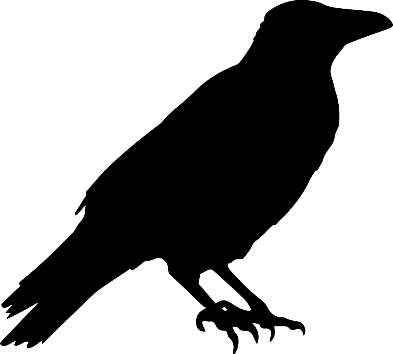 Raven PNG    图片编号:71379