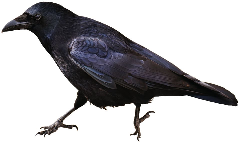 Raven PNG    图片编号:71433